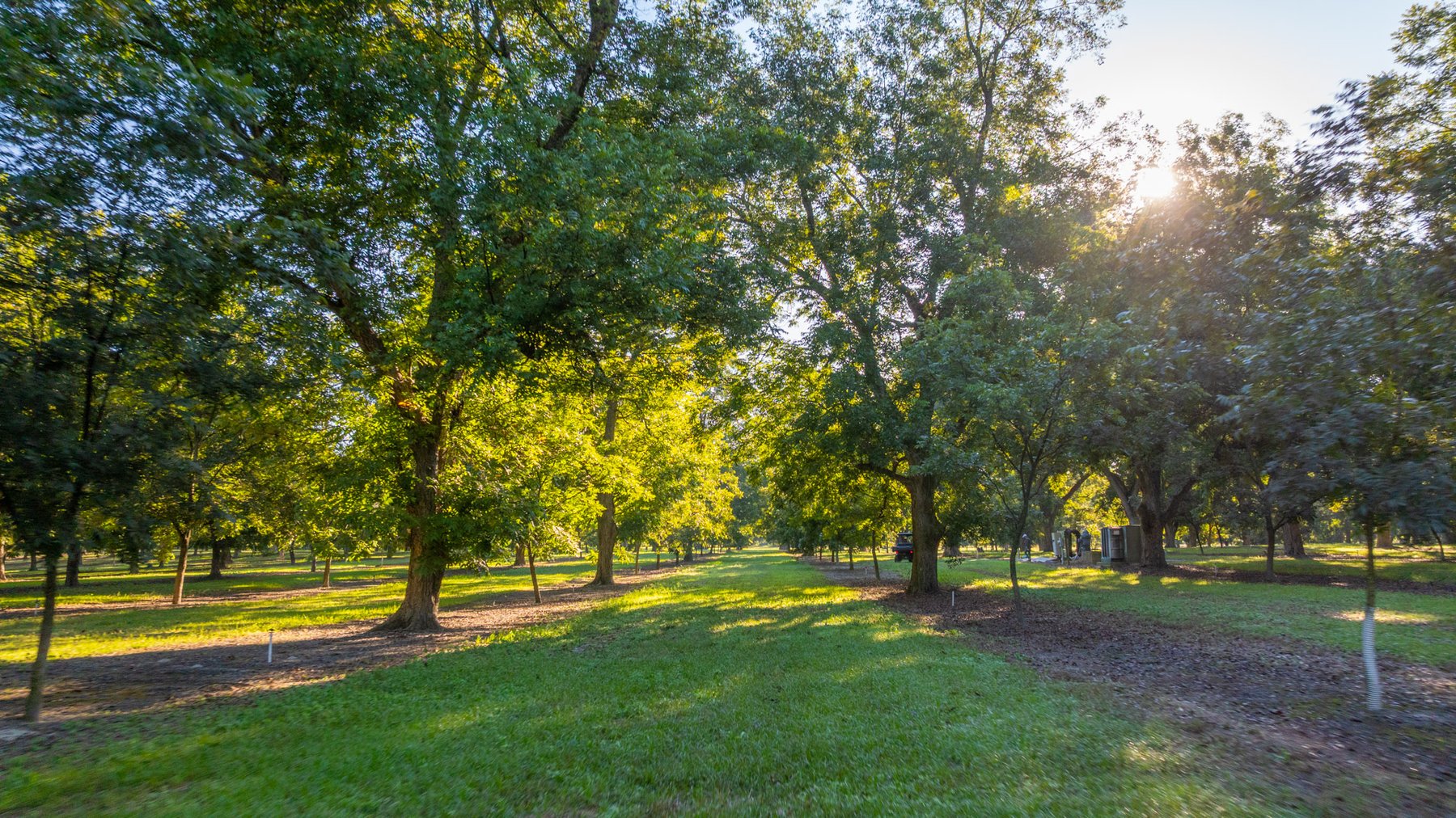 Image for 518+/- Acres - LKC Groves - Turn-Key Pecan Operation - Prime Development Potential - Offered Divided & As A Whole