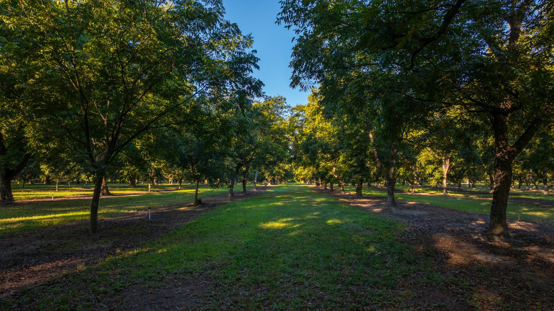 Image for 518+/- Acres - LKC Groves - Turn-Key Pecan Operation - Prime Development Potential - Offered Divided & As A Whole