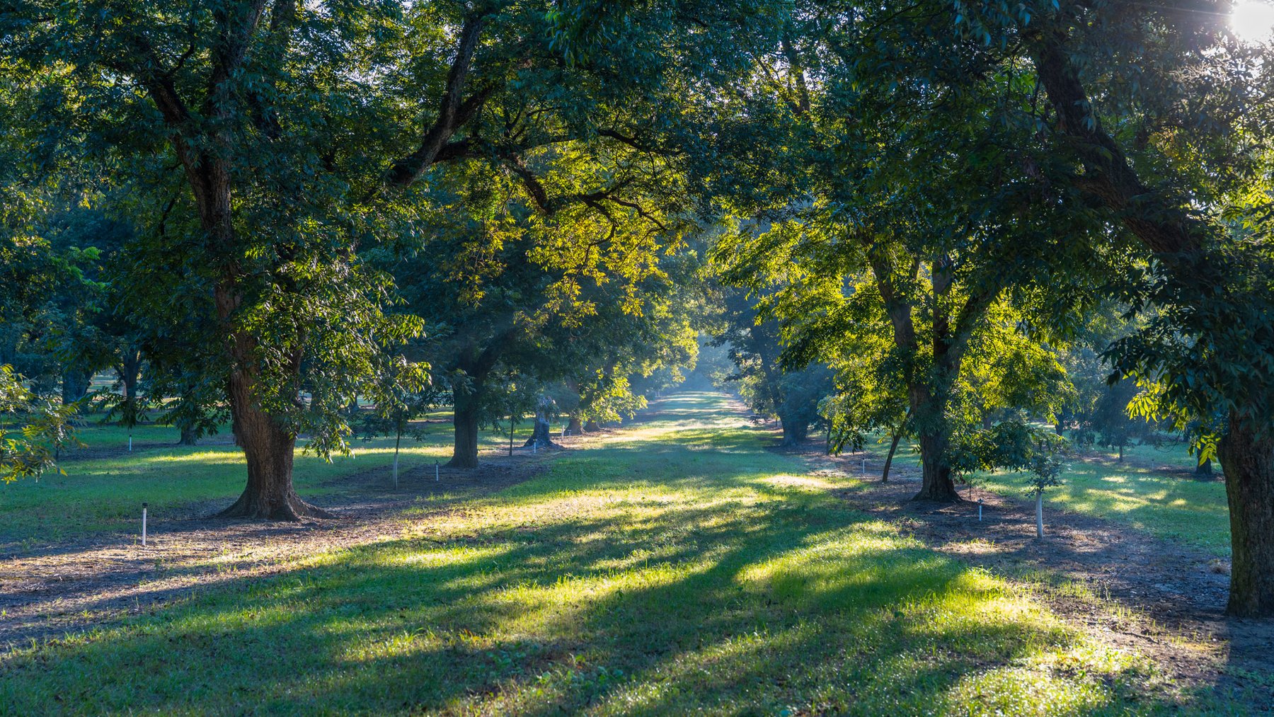 Image for 518+/- Acres - LKC Groves - Turn-Key Pecan Operation - Prime Development Potential - Offered Divided & As A Whole