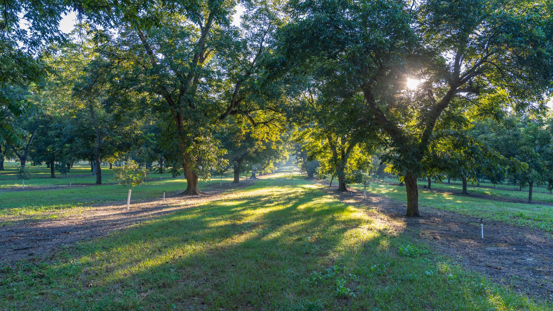 Image for 518+/- Acres - LKC Groves - Turn-Key Pecan Operation - Prime Development Potential - Offered Divided & As A Whole