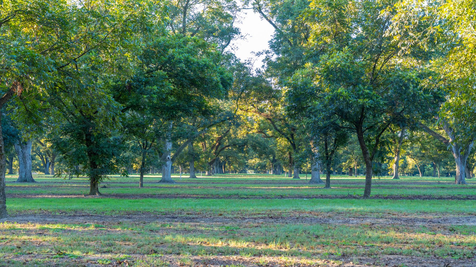 Image for 518+/- Acres - LKC Groves - Turn-Key Pecan Operation - Prime Development Potential - Offered Divided & As A Whole