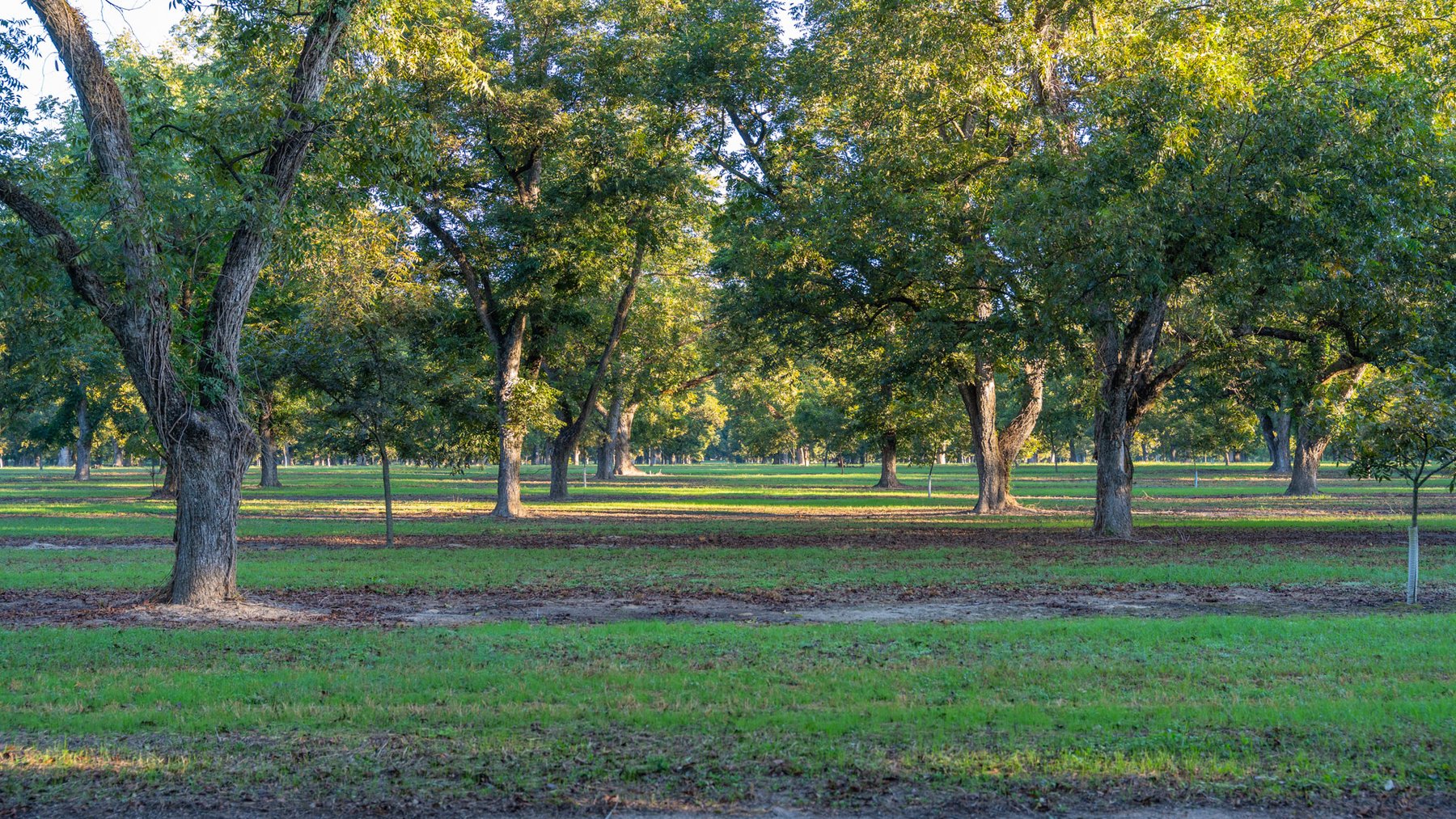Image for 518+/- Acres - LKC Groves - Turn-Key Pecan Operation - Prime Development Potential - Offered Divided & As A Whole