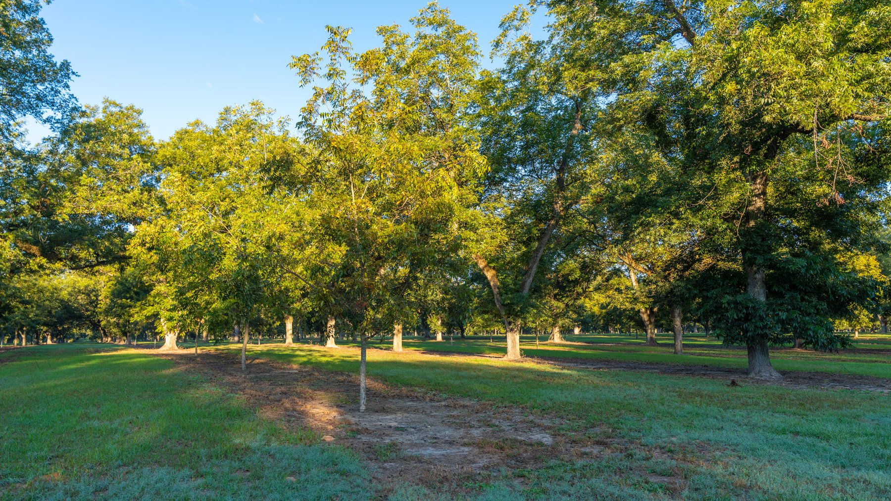 Image for 518+/- Acres - LKC Groves - Turn-Key Pecan Operation - Prime Development Potential - Offered Divided & As A Whole