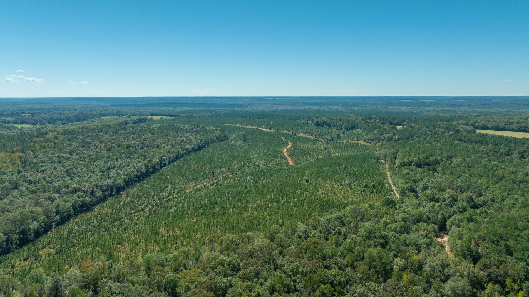 Image for Simpson 154 Land Auction - 154+/- Total Acres - 3 Tracts - Planted Pines & Premium Hunting - Offered Divided & As A Whole