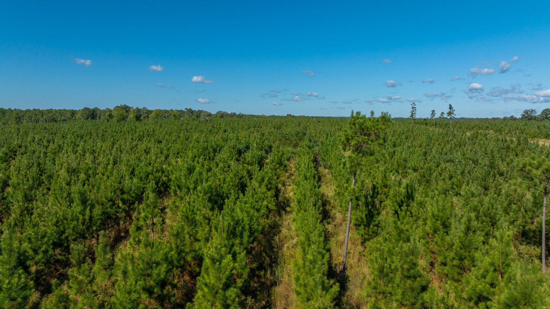 Image for Simpson 154 Land Auction - 154+/- Total Acres - 3 Tracts - Planted Pines & Premium Hunting - Offered Divided & As A Whole