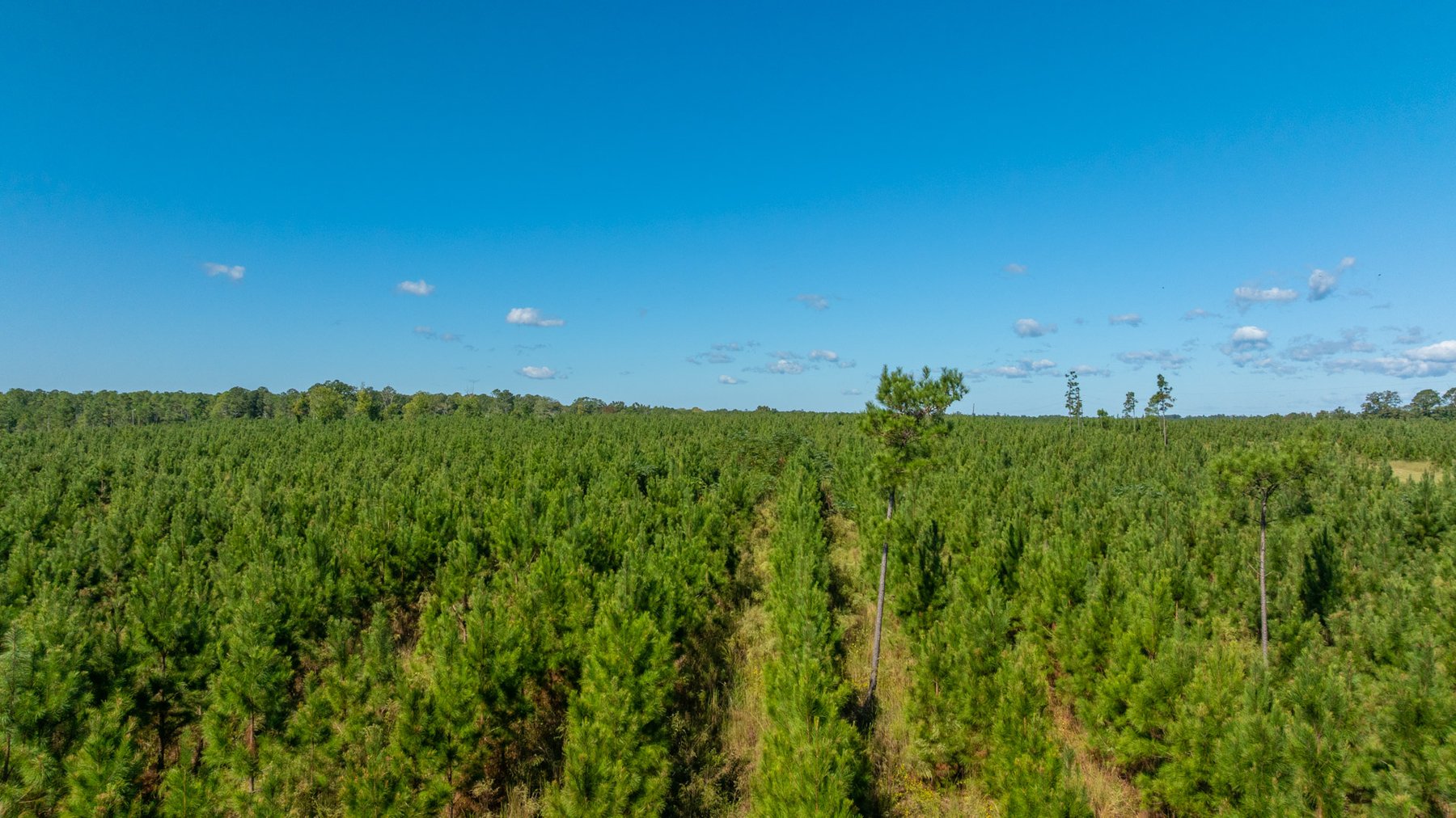 Image for Simpson 154 Land Auction - 154+/- Total Acres - 3 Tracts - Planted Pines & Premium Hunting - Offered Divided & As A Whole