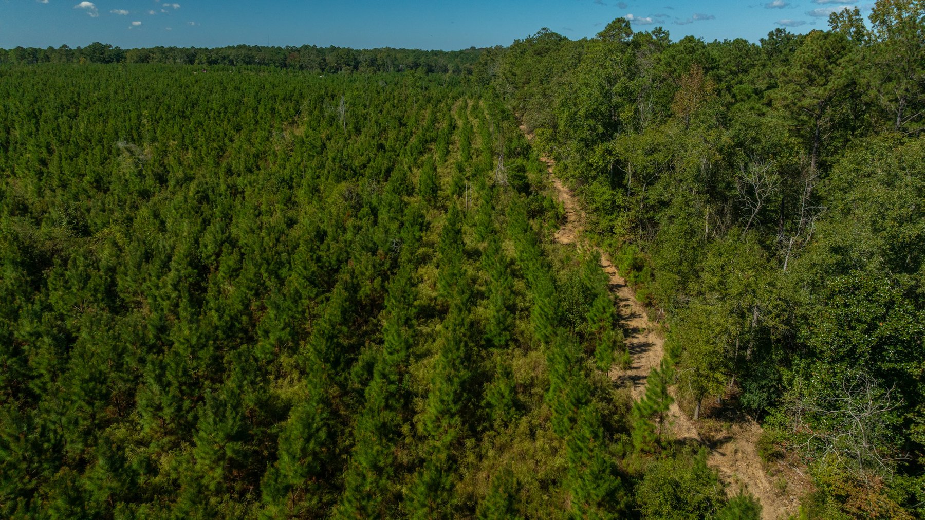 Image for Simpson 154 Land Auction - 154+/- Total Acres - 3 Tracts - Planted Pines & Premium Hunting - Offered Divided & As A Whole
