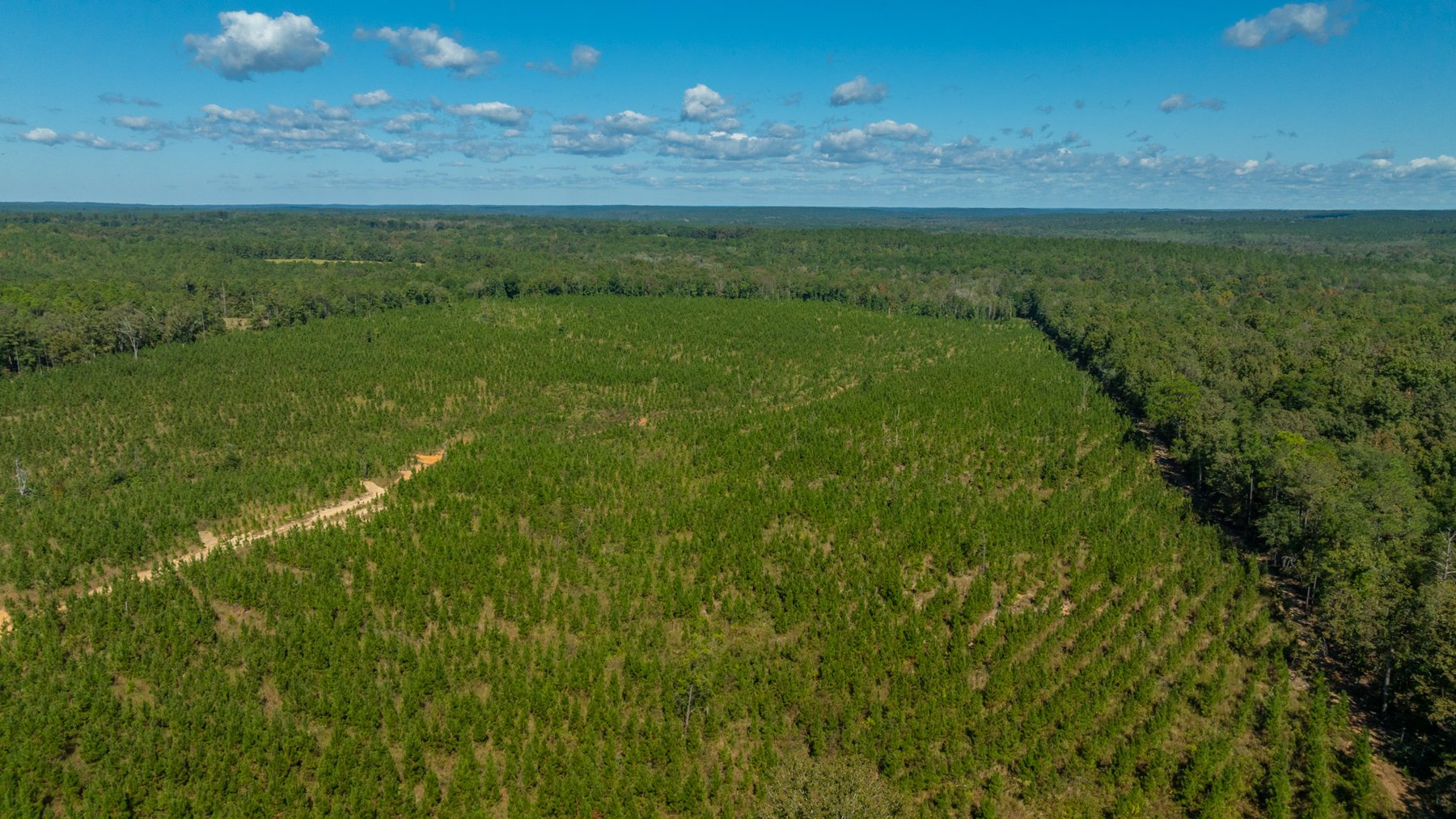 Image for Simpson 154 Land Auction - 154+/- Total Acres - 3 Tracts - Planted Pines & Premium Hunting - Offered Divided & As A Whole
