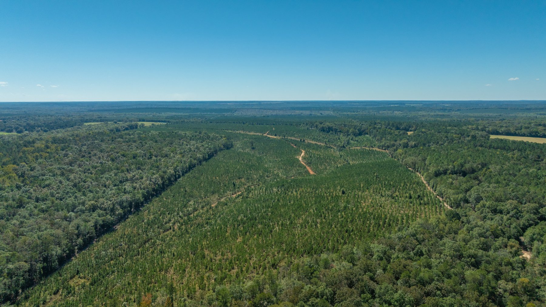 Image for Simpson 154 Land Auction - 154+/- Total Acres - 3 Tracts - Planted Pines & Premium Hunting - Offered Divided & As A Whole