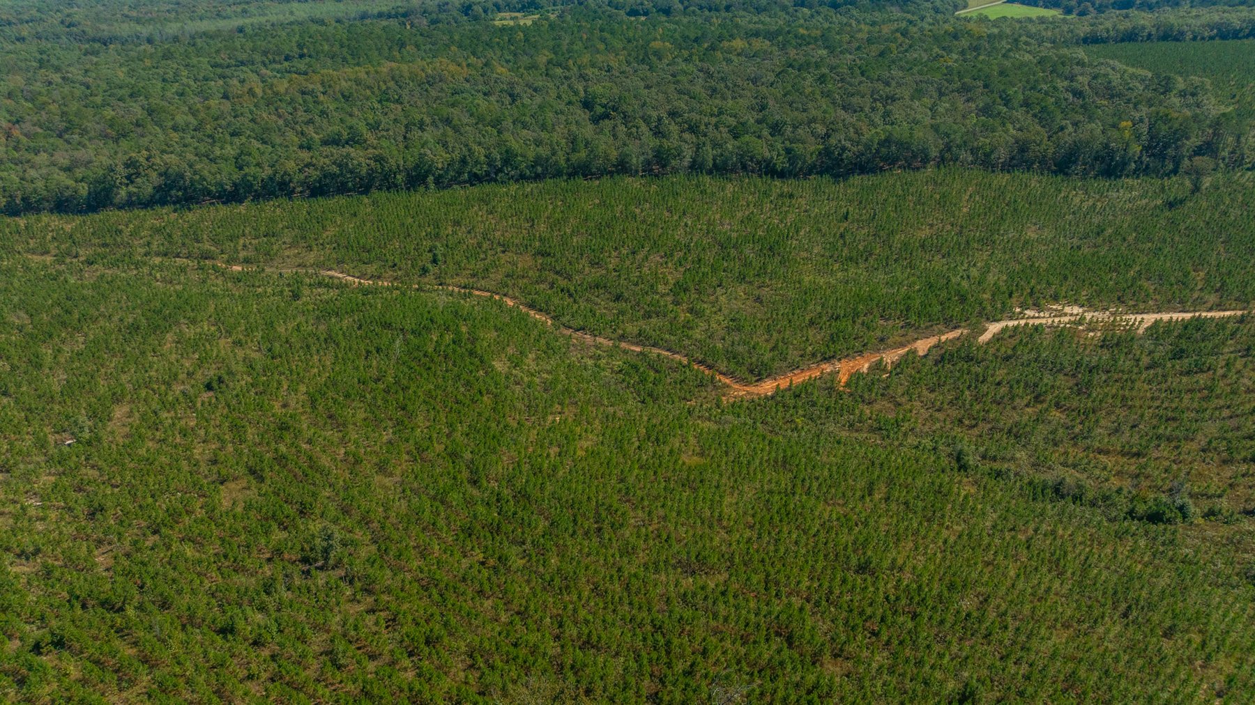 Image for Simpson 154 Land Auction - 154+/- Total Acres - 3 Tracts - Planted Pines & Premium Hunting - Offered Divided & As A Whole