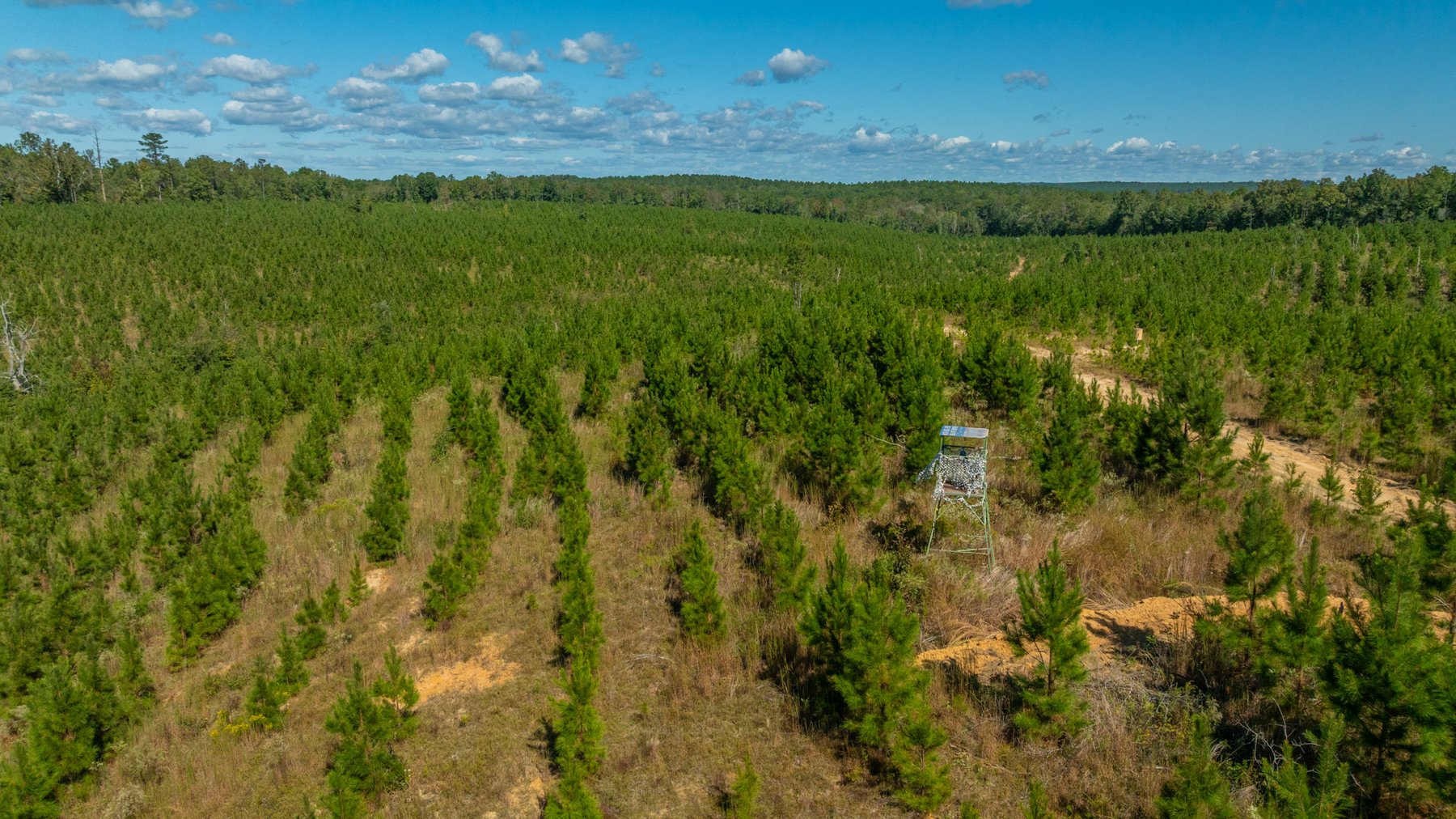 Image for Simpson 154 Land Auction - 154+/- Total Acres - 3 Tracts - Planted Pines & Premium Hunting - Offered Divided & As A Whole