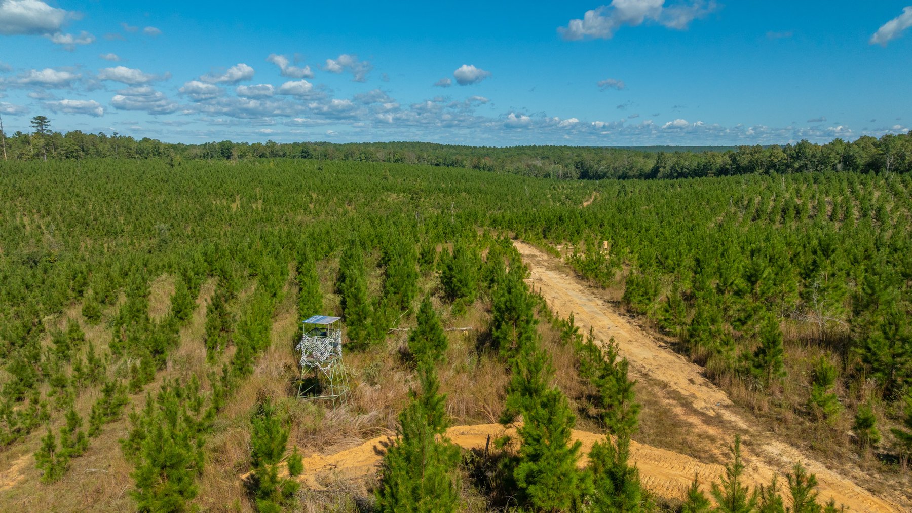 Image for Simpson 154 Land Auction - 154+/- Total Acres - 3 Tracts - Planted Pines & Premium Hunting - Offered Divided & As A Whole