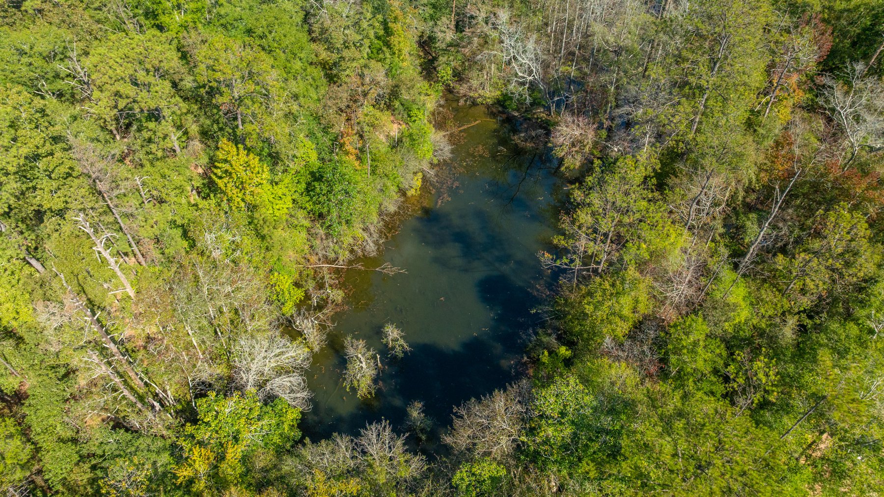 Image for Simpson 154 Land Auction - 154+/- Total Acres - 3 Tracts - Planted Pines & Premium Hunting - Offered Divided & As A Whole