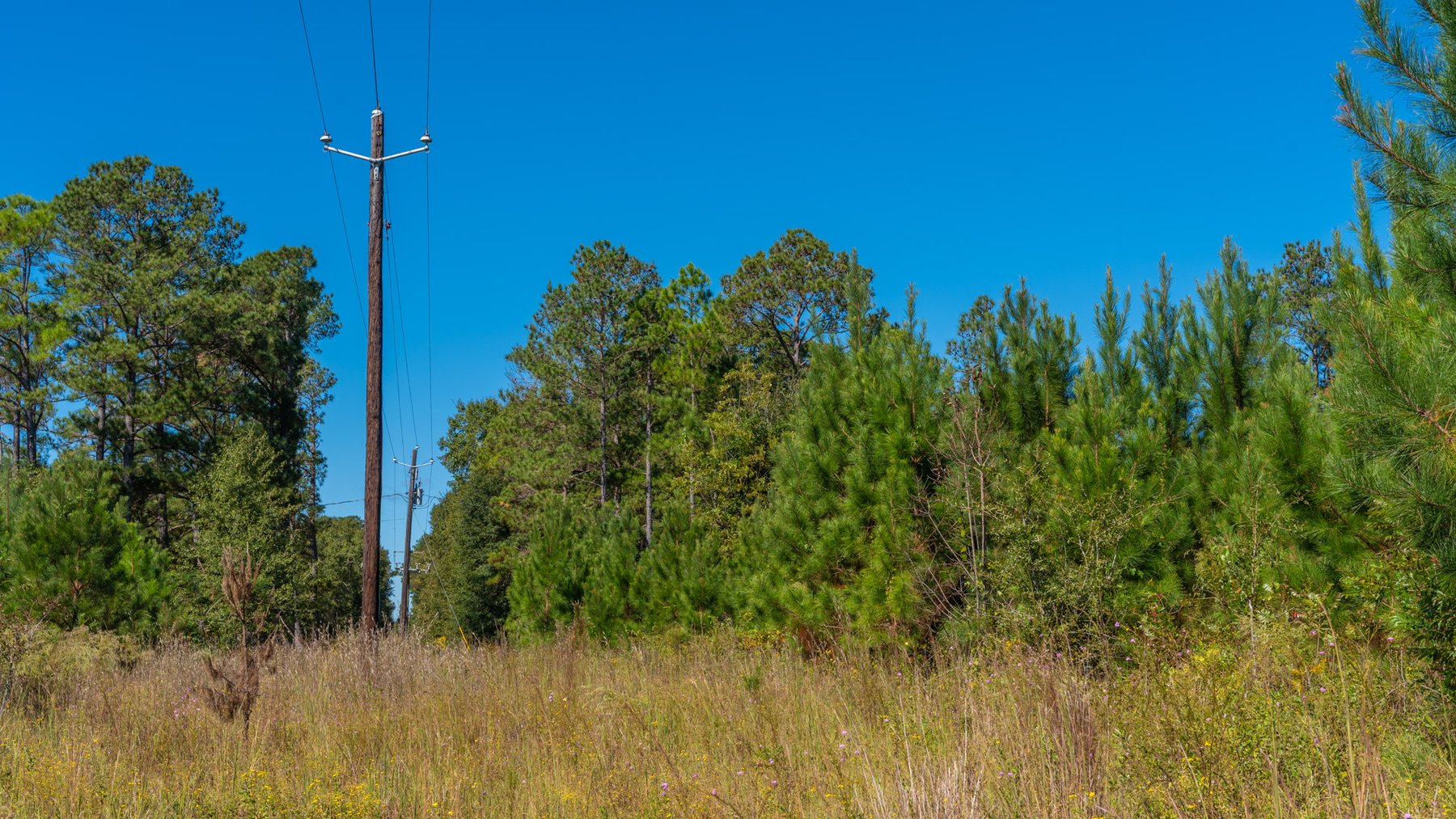 Image for Simpson 154 Land Auction - 154+/- Total Acres - 3 Tracts - Planted Pines & Premium Hunting - Offered Divided & As A Whole