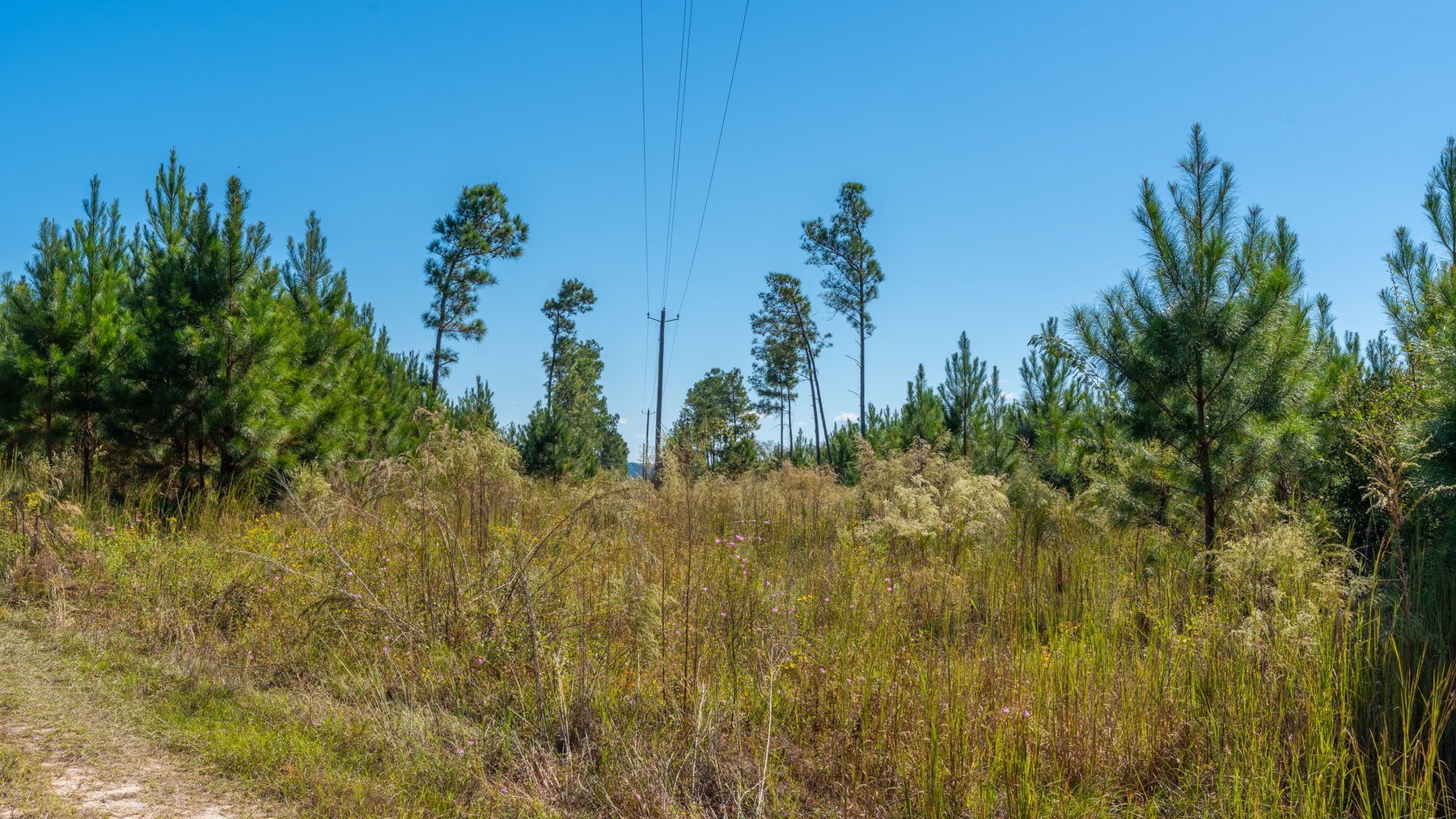 Image for Simpson 154 Land Auction - 154+/- Total Acres - 3 Tracts - Planted Pines & Premium Hunting - Offered Divided & As A Whole