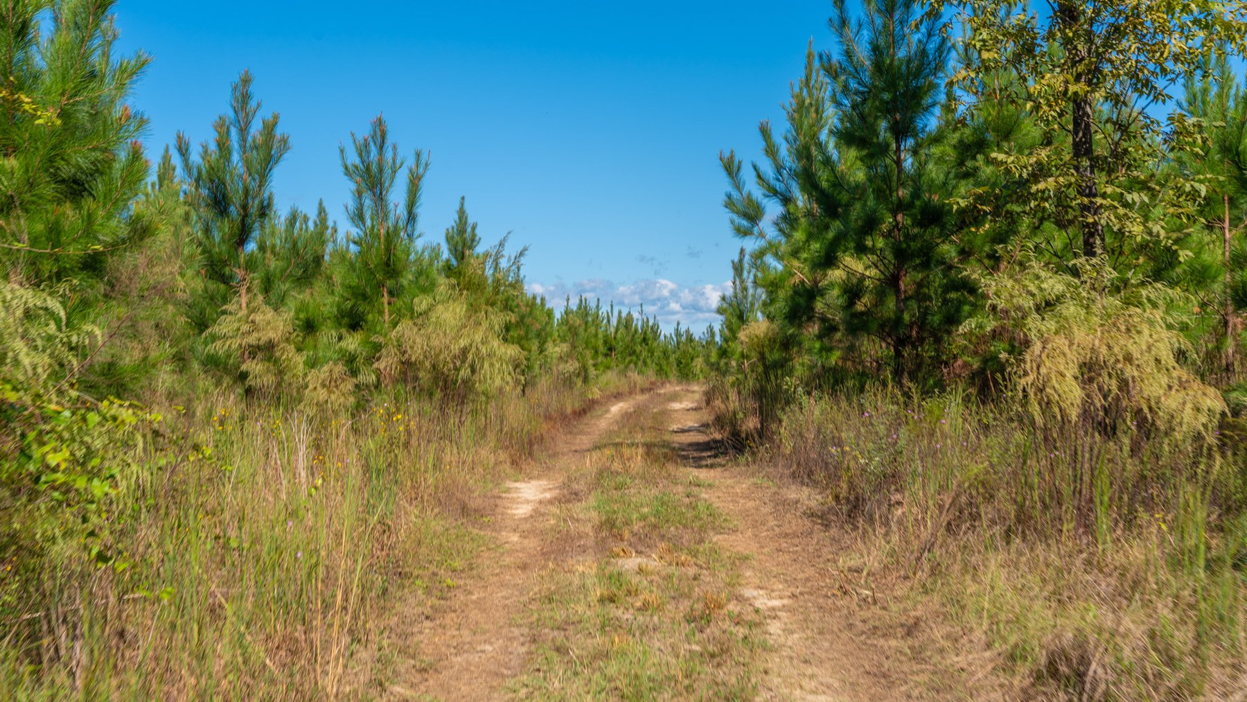 Image for Simpson 154 Land Auction - 154+/- Total Acres - 3 Tracts - Planted Pines & Premium Hunting - Offered Divided & As A Whole