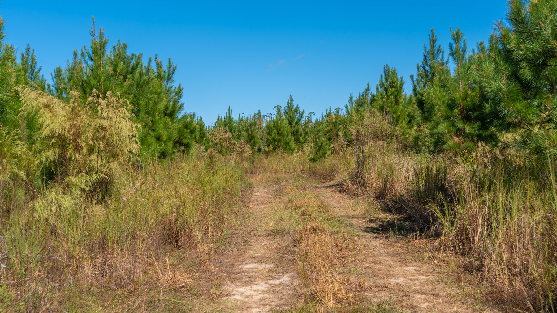 Image for Simpson 154 Land Auction - 154+/- Total Acres - 3 Tracts - Planted Pines & Premium Hunting - Offered Divided & As A Whole