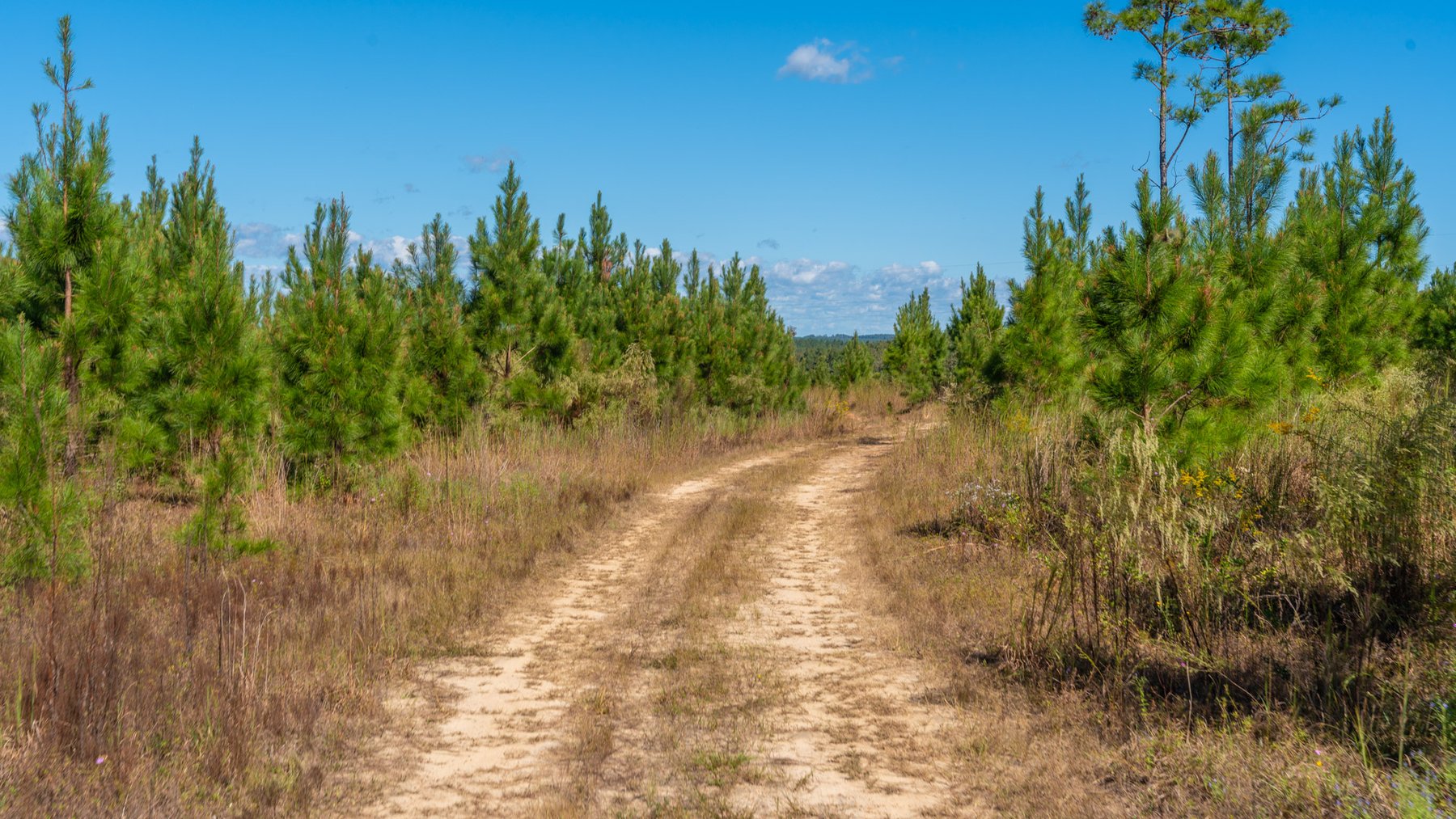 Image for Simpson 154 Land Auction - 154+/- Total Acres - 3 Tracts - Planted Pines & Premium Hunting - Offered Divided & As A Whole