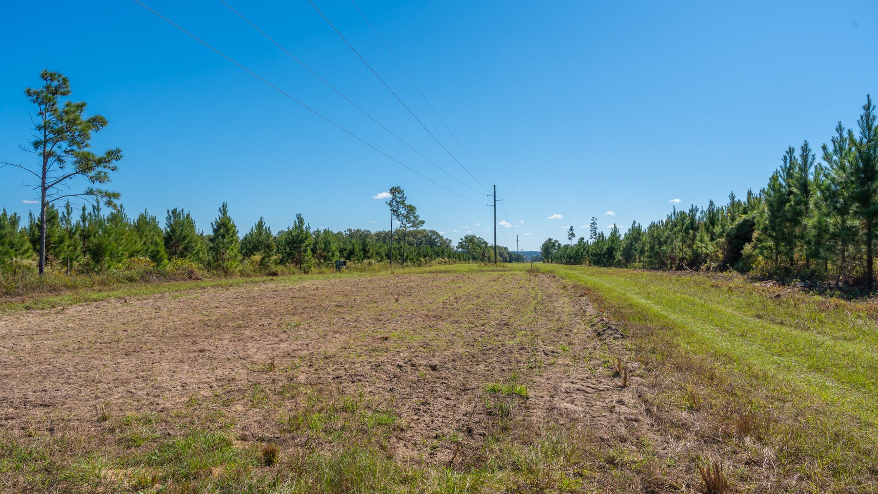 Image for Simpson 154 Land Auction - 154+/- Total Acres - 3 Tracts - Planted Pines & Premium Hunting - Offered Divided & As A Whole