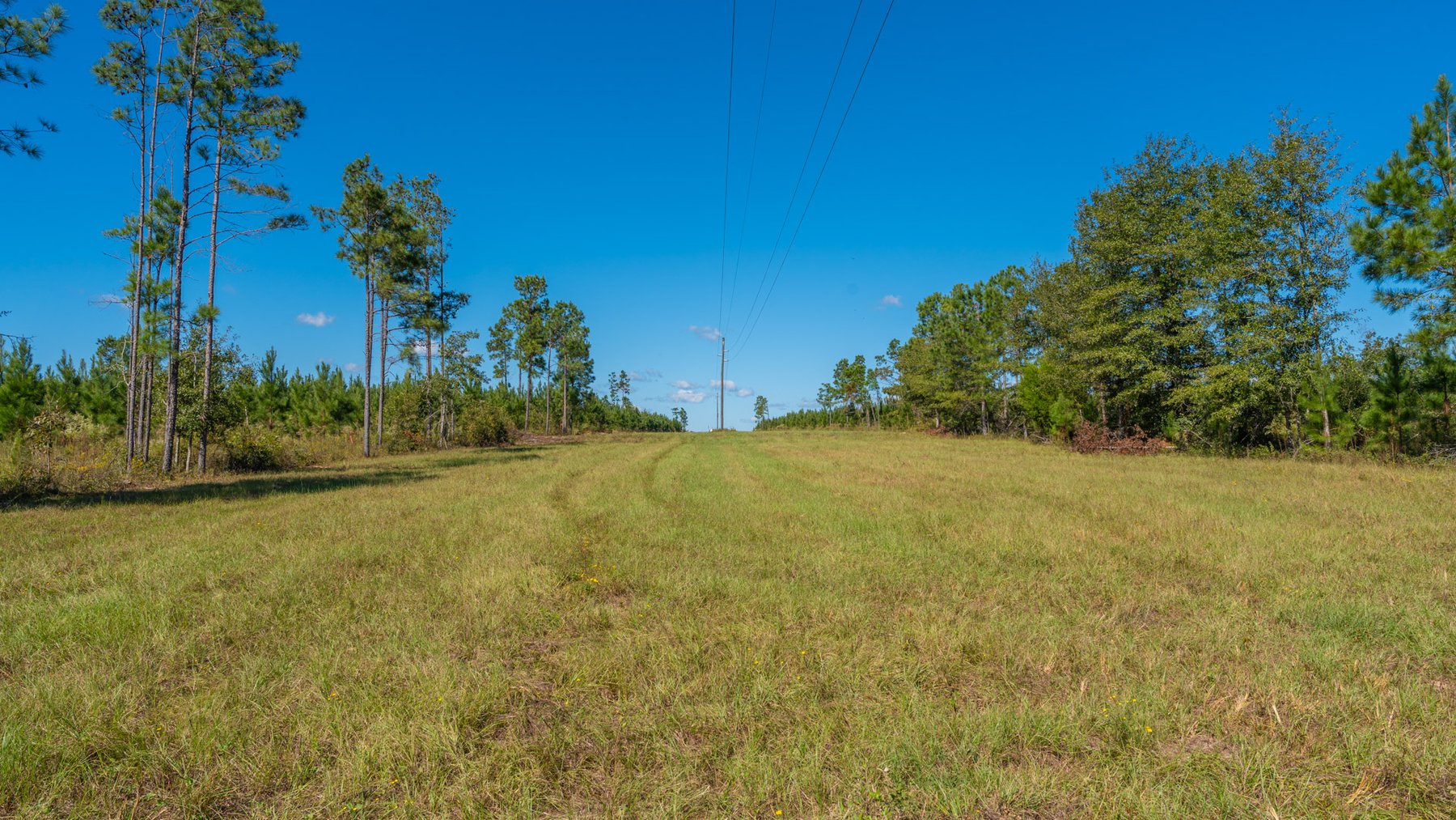 Image for Simpson 154 Land Auction - 154+/- Total Acres - 3 Tracts - Planted Pines & Premium Hunting - Offered Divided & As A Whole