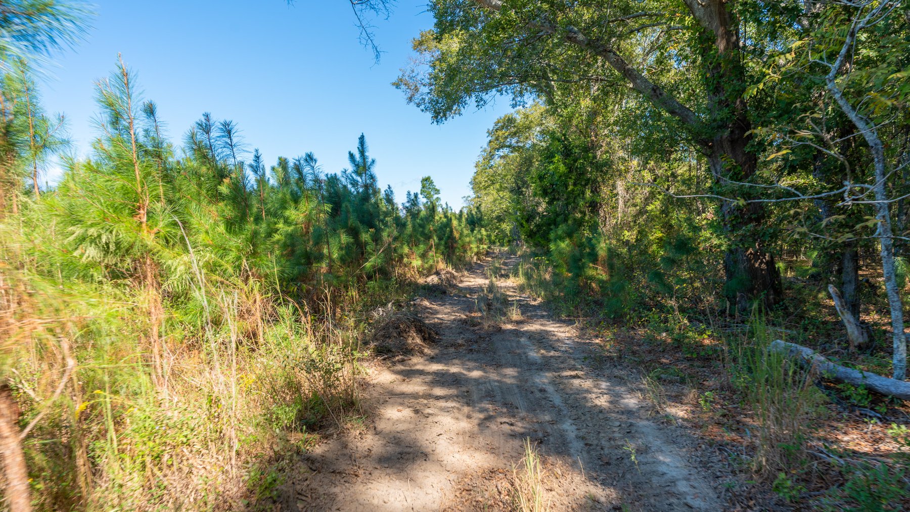 Image for Simpson 154 Land Auction - 154+/- Total Acres - 3 Tracts - Planted Pines & Premium Hunting - Offered Divided & As A Whole