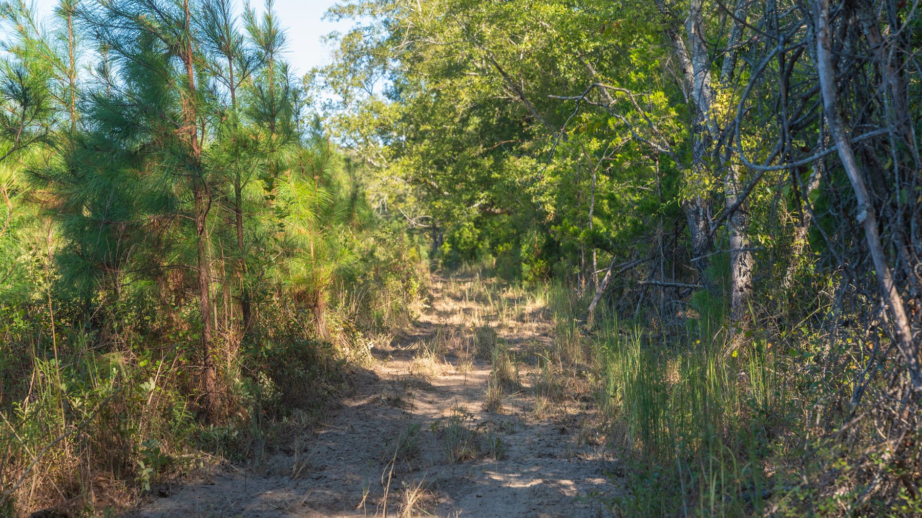 Image for Simpson 154 Land Auction - 154+/- Total Acres - 3 Tracts - Planted Pines & Premium Hunting - Offered Divided & As A Whole
