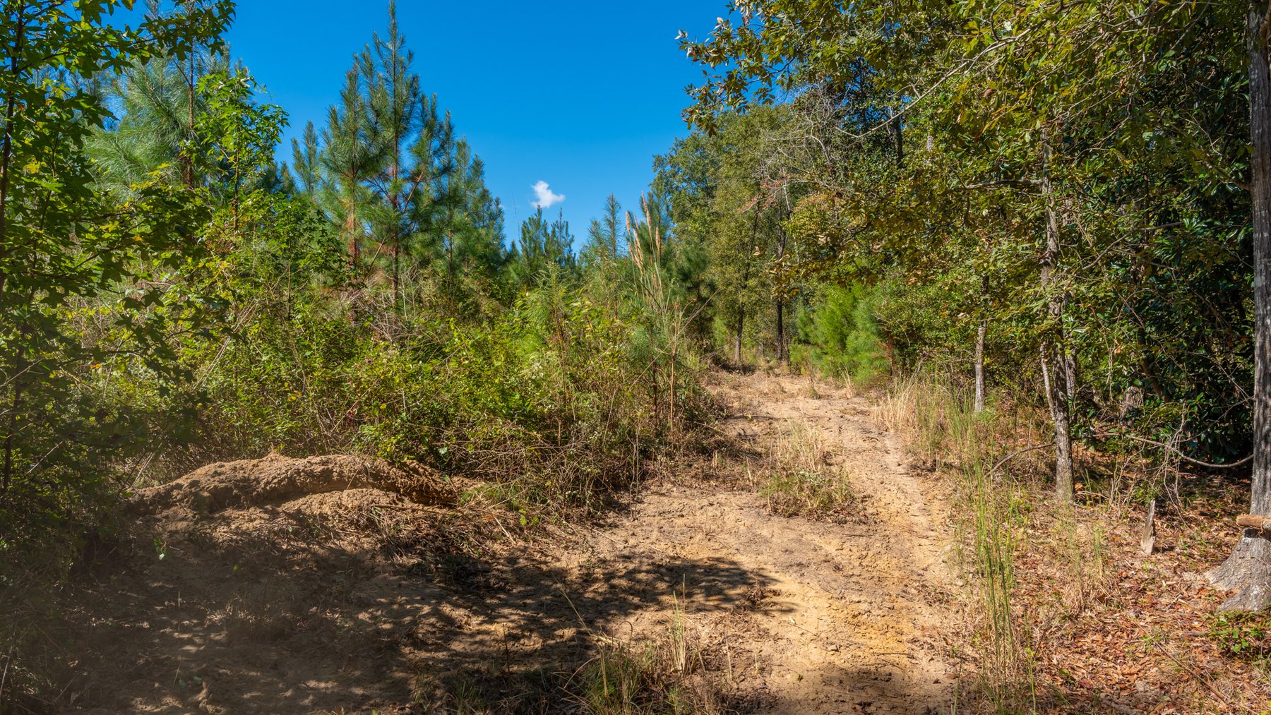 Image for Simpson 154 Land Auction - 154+/- Total Acres - 3 Tracts - Planted Pines & Premium Hunting - Offered Divided & As A Whole