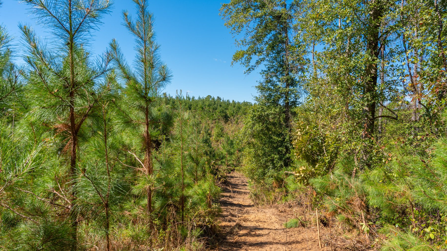 Image for Simpson 154 Land Auction - 154+/- Total Acres - 3 Tracts - Planted Pines & Premium Hunting - Offered Divided & As A Whole