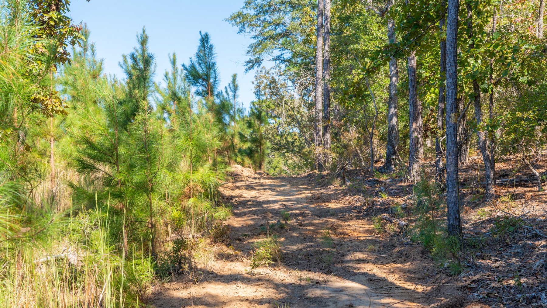 Image for Simpson 154 Land Auction - 154+/- Total Acres - 3 Tracts - Planted Pines & Premium Hunting - Offered Divided & As A Whole
