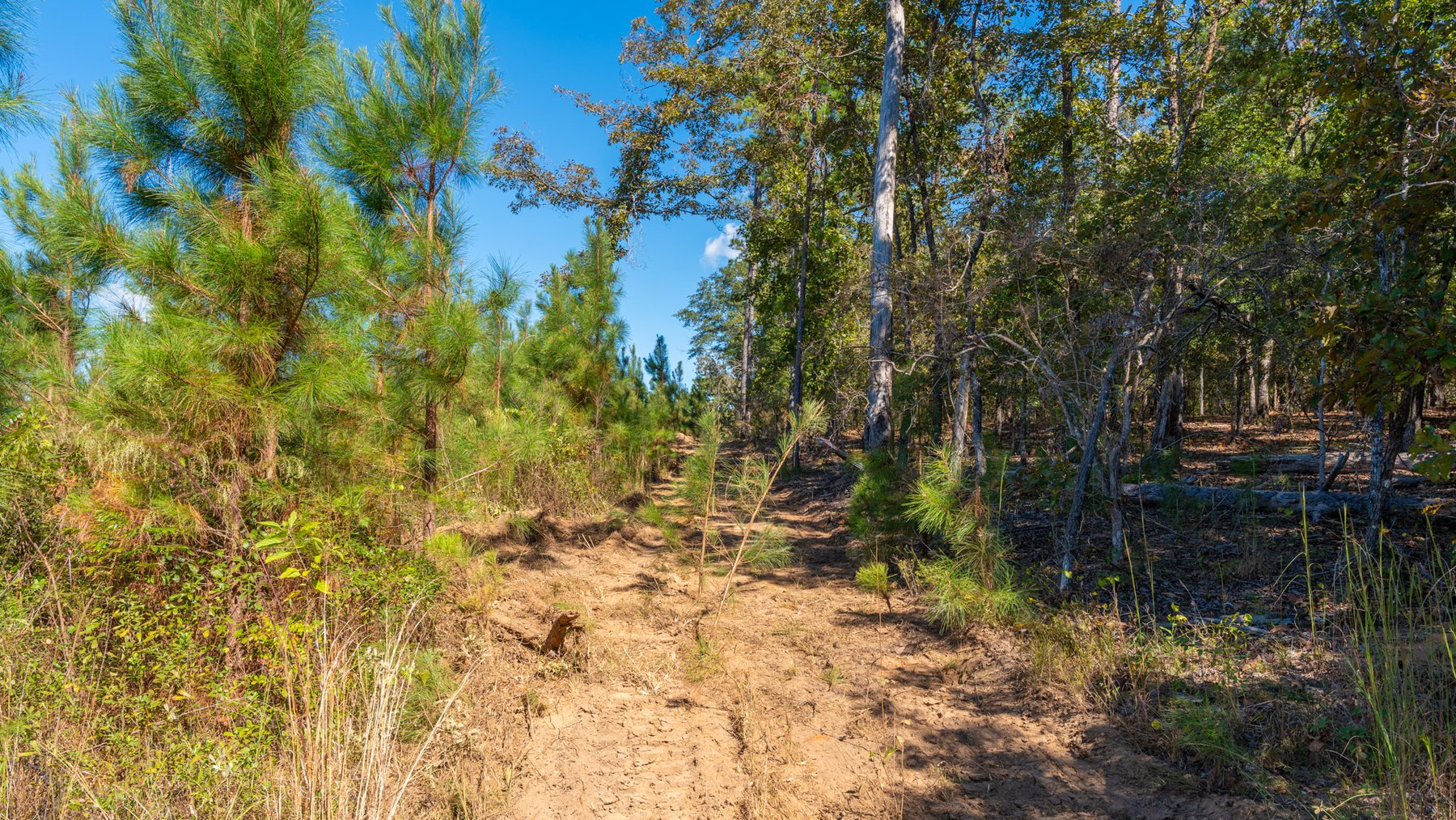 Image for Simpson 154 Land Auction - 154+/- Total Acres - 3 Tracts - Planted Pines & Premium Hunting - Offered Divided & As A Whole