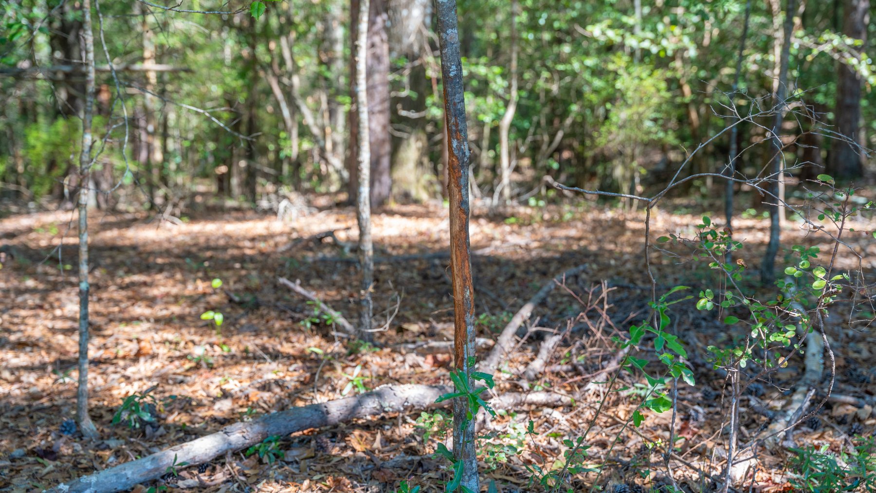 Image for Simpson 154 Land Auction - 154+/- Total Acres - 3 Tracts - Planted Pines & Premium Hunting - Offered Divided & As A Whole