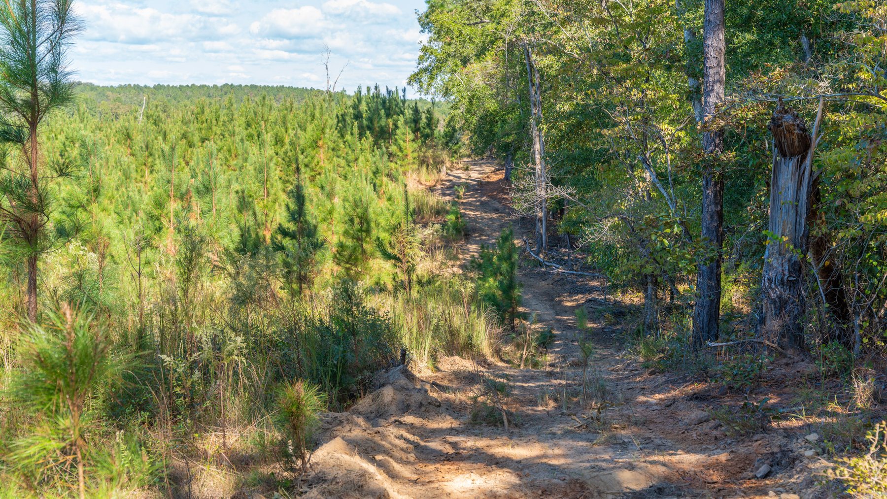 Image for Simpson 154 Land Auction - 154+/- Total Acres - 3 Tracts - Planted Pines & Premium Hunting - Offered Divided & As A Whole