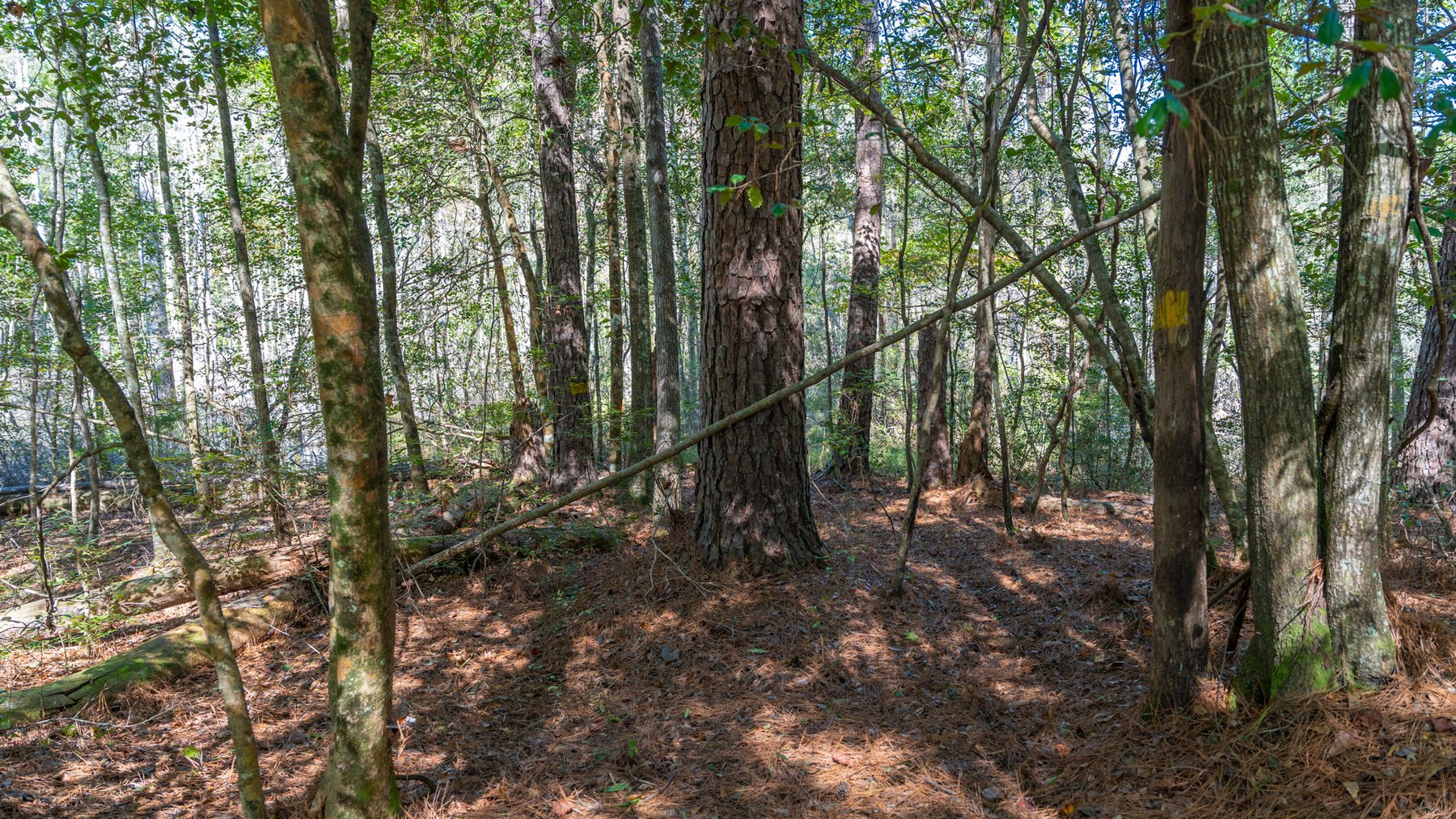 Image for Simpson 154 Land Auction - 154+/- Total Acres - 3 Tracts - Planted Pines & Premium Hunting - Offered Divided & As A Whole