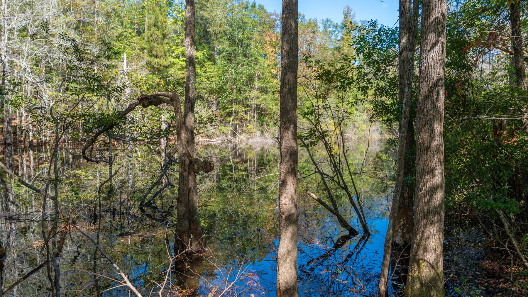 Image for Simpson 154 Land Auction - 154+/- Total Acres - 3 Tracts - Planted Pines & Premium Hunting - Offered Divided & As A Whole