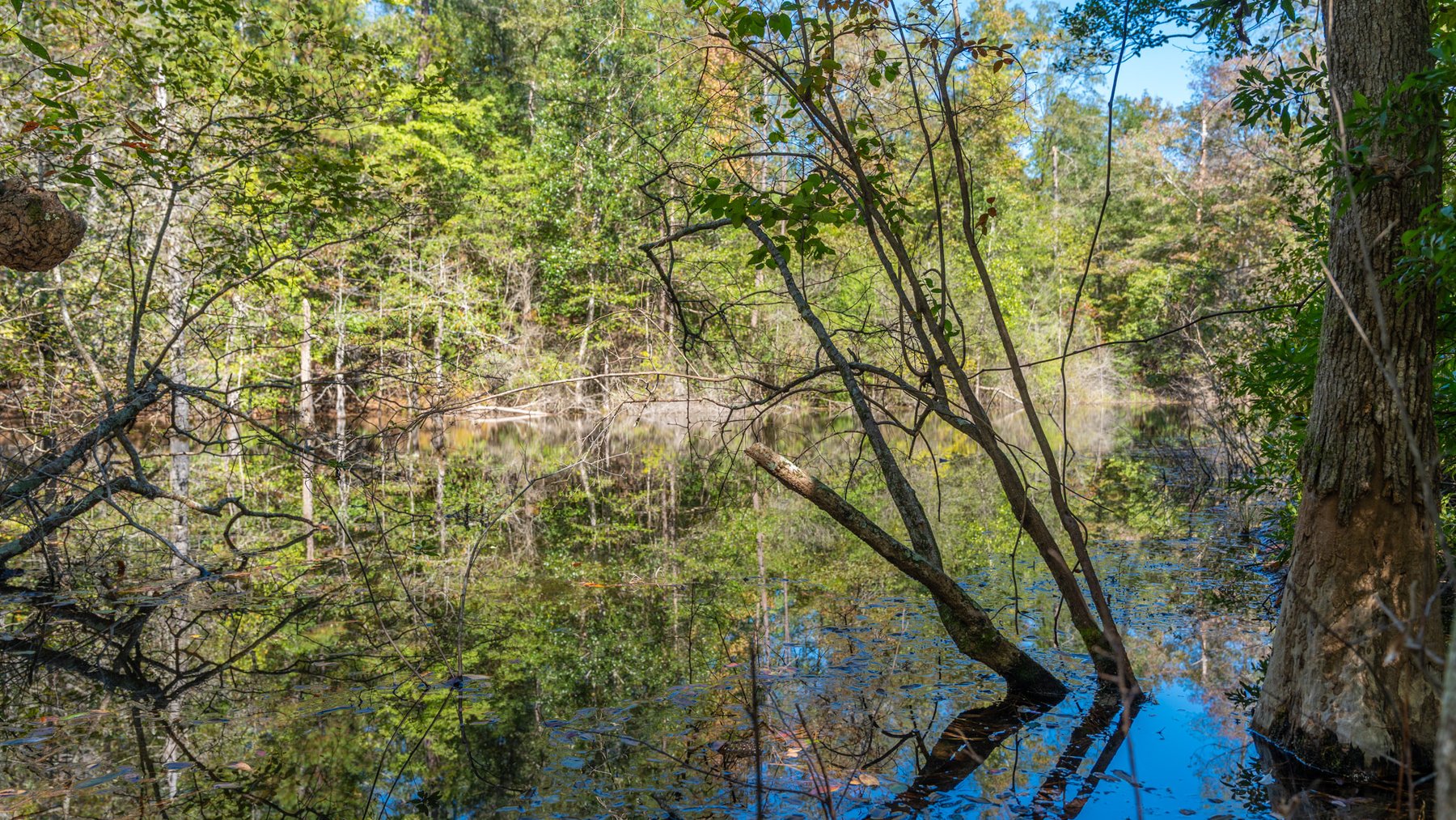 Image for Simpson 154 Land Auction - 154+/- Total Acres - 3 Tracts - Planted Pines & Premium Hunting - Offered Divided & As A Whole