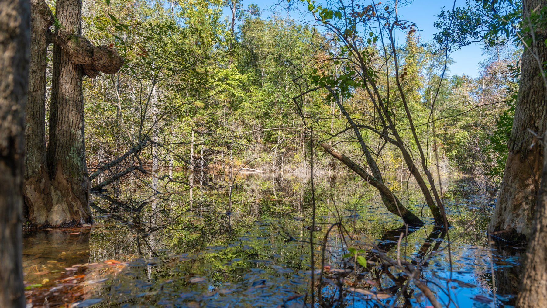 Image for Simpson 154 Land Auction - 154+/- Total Acres - 3 Tracts - Planted Pines & Premium Hunting - Offered Divided & As A Whole