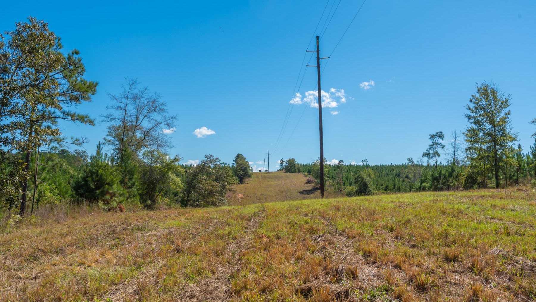 Image for Simpson 154 Land Auction - 154+/- Total Acres - 3 Tracts - Planted Pines & Premium Hunting - Offered Divided & As A Whole