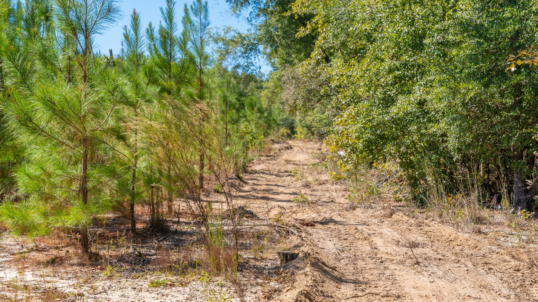 Image for Simpson 154 Land Auction - 154+/- Total Acres - 3 Tracts - Planted Pines & Premium Hunting - Offered Divided & As A Whole