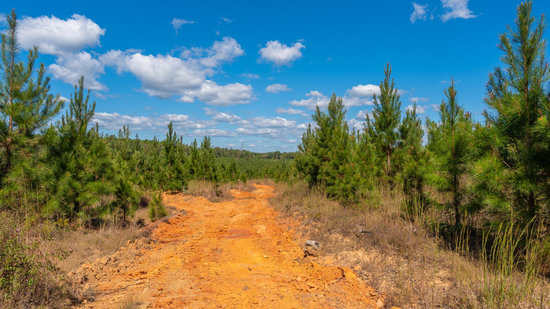 Image for Simpson 154 Land Auction - 154+/- Total Acres - 3 Tracts - Planted Pines & Premium Hunting - Offered Divided & As A Whole