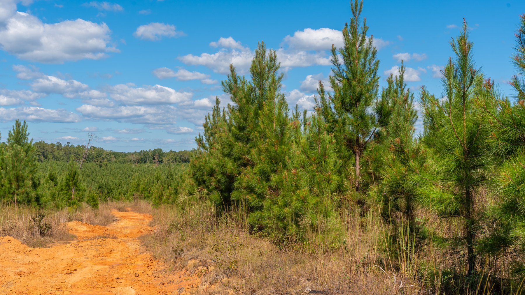 Image for Simpson 154 Land Auction - 154+/- Total Acres - 3 Tracts - Planted Pines & Premium Hunting - Offered Divided & As A Whole