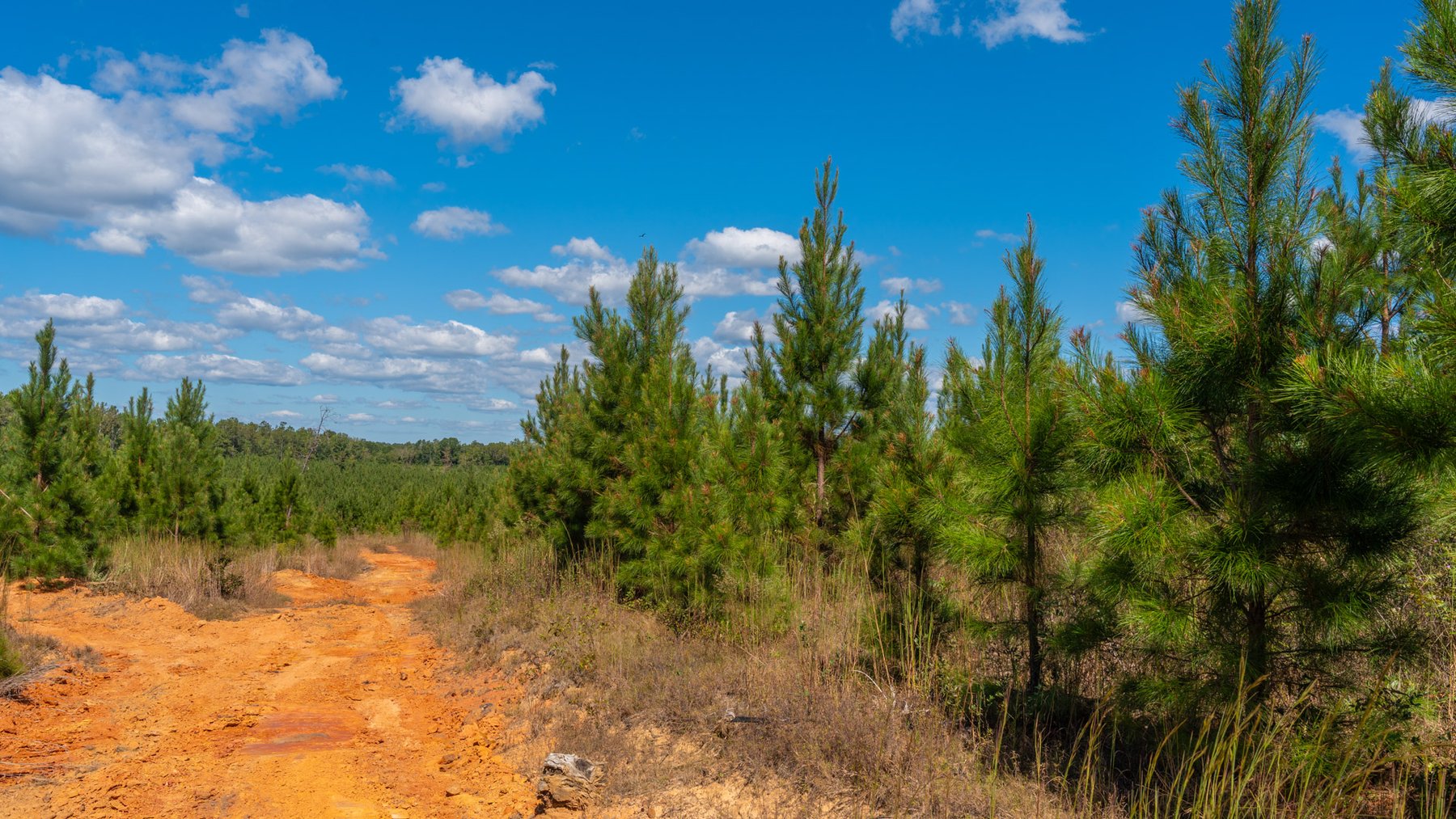 Image for Simpson 154 Land Auction - 154+/- Total Acres - 3 Tracts - Planted Pines & Premium Hunting - Offered Divided & As A Whole