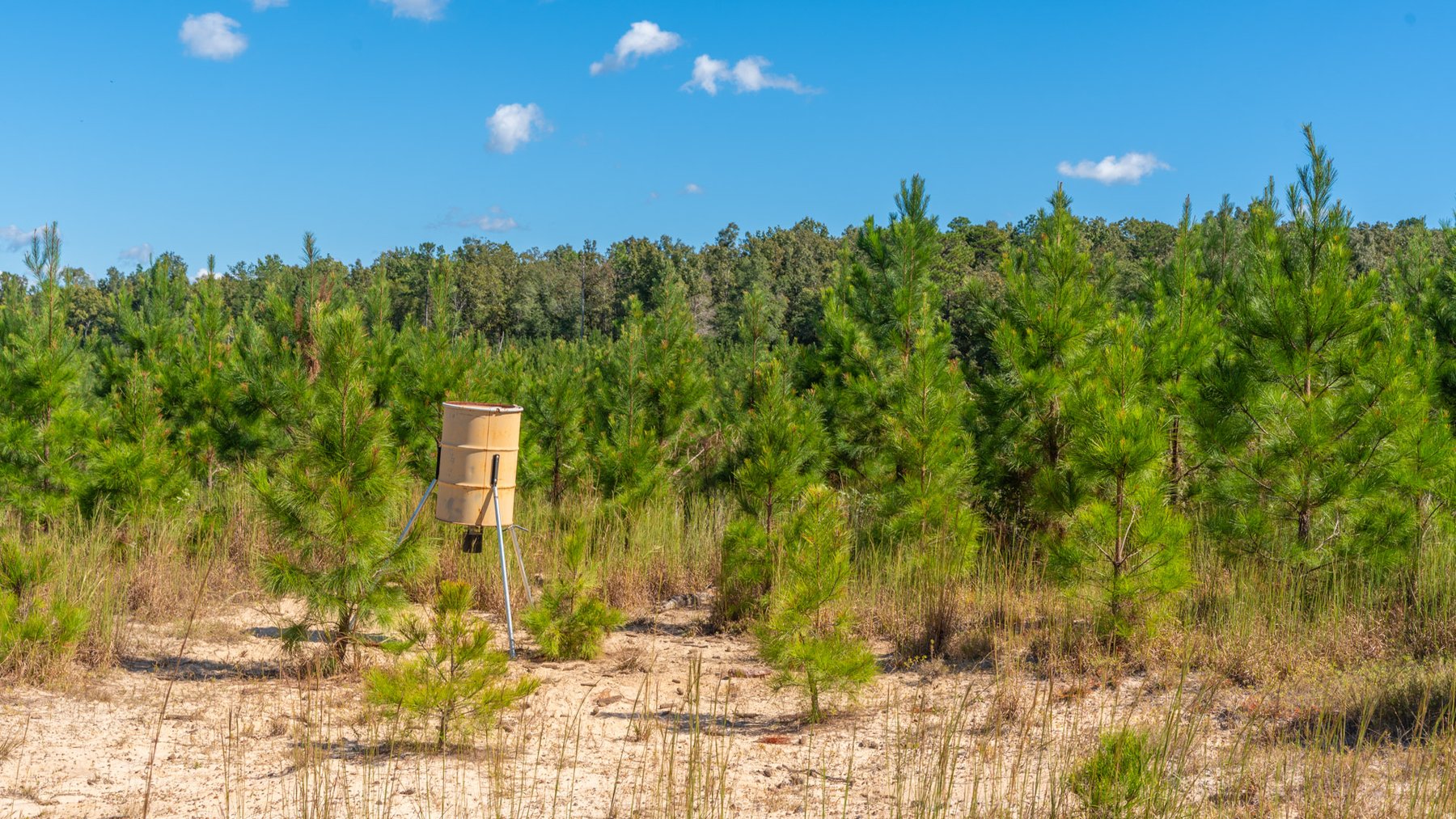 Image for Simpson 154 Land Auction - 154+/- Total Acres - 3 Tracts - Planted Pines & Premium Hunting - Offered Divided & As A Whole