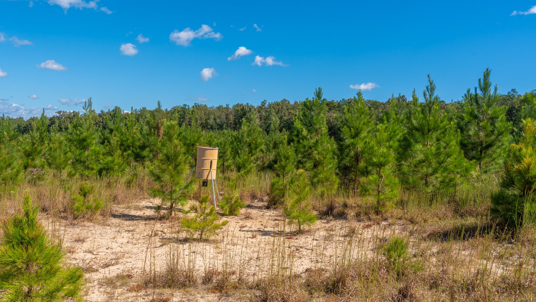 Image for Simpson 154 Land Auction - 154+/- Total Acres - 3 Tracts - Planted Pines & Premium Hunting - Offered Divided & As A Whole