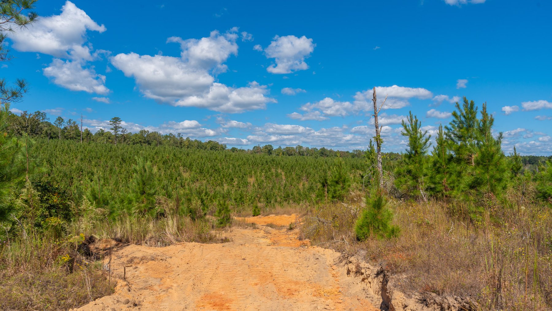 Image for Simpson 154 Land Auction - 154+/- Total Acres - 3 Tracts - Planted Pines & Premium Hunting - Offered Divided & As A Whole