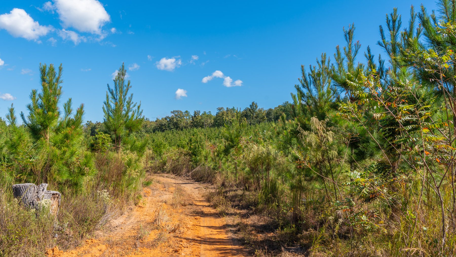 Image for Simpson 154 Land Auction - 154+/- Total Acres - 3 Tracts - Planted Pines & Premium Hunting - Offered Divided & As A Whole