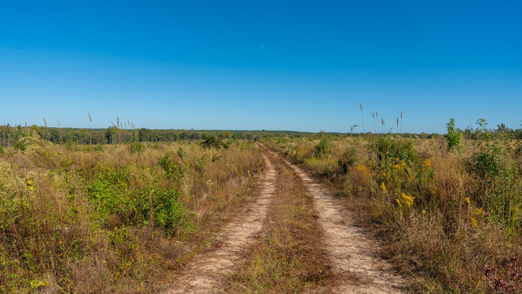 Image for Spann 150 Land Auction - 150+/- Acres - 4 Tracts - Sportsman's Paradise - Choctahatchee Creek Frontage - Offered Divided & As A Whole