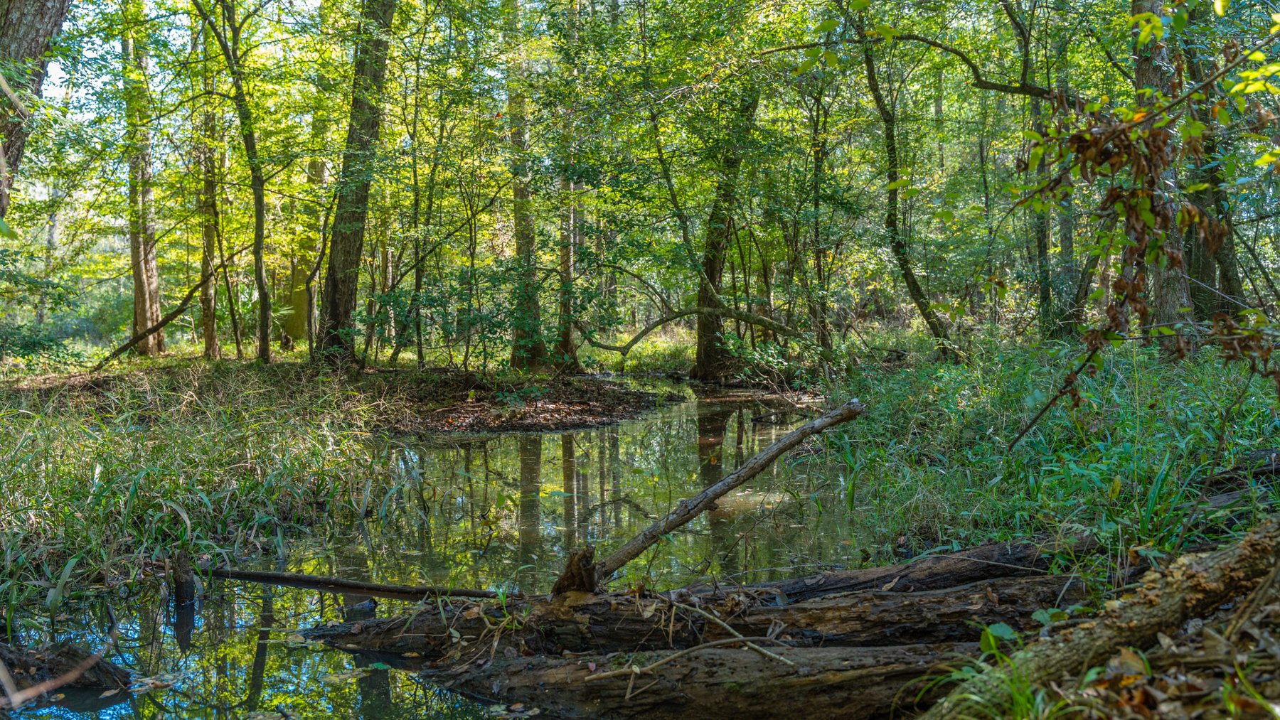 Image for Spann 150 Land Auction - 150+/- Acres - 4 Tracts - Sportsman's Paradise - Choctahatchee Creek Frontage - Offered Divided & As A Whole