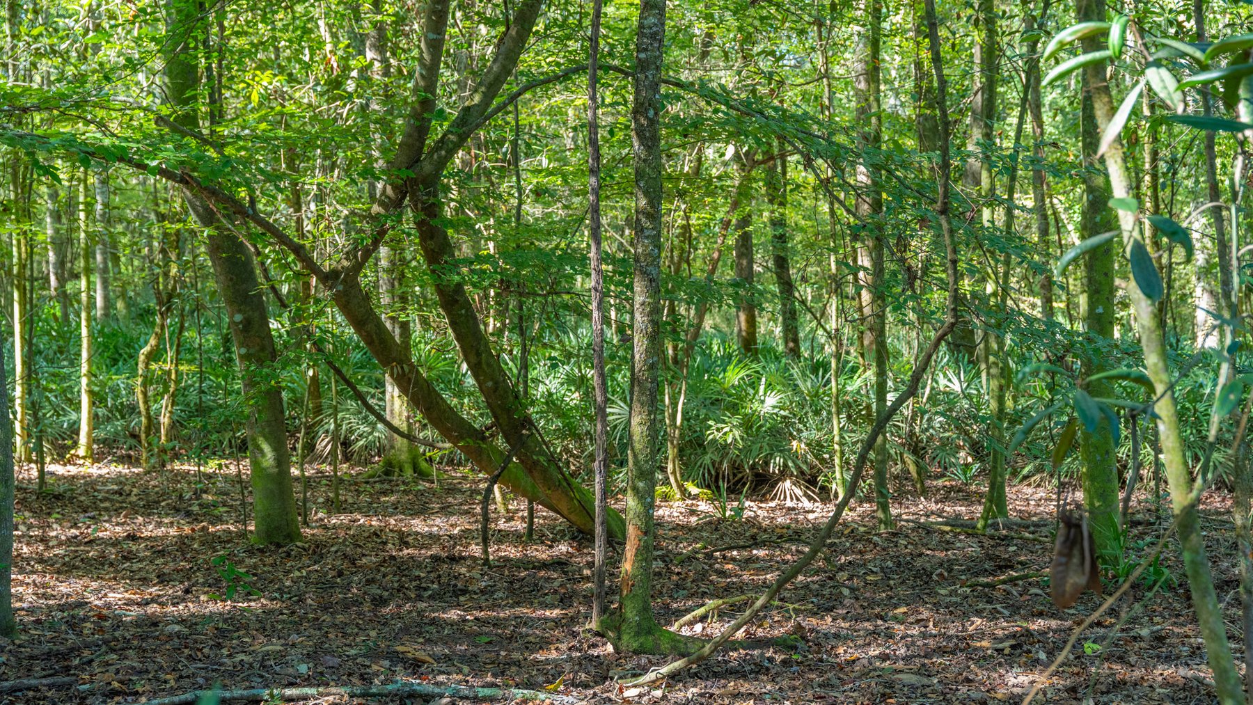 Image for Spann 150 Land Auction - 150+/- Acres - 4 Tracts - Sportsman's Paradise - Choctahatchee Creek Frontage - Offered Divided & As A Whole