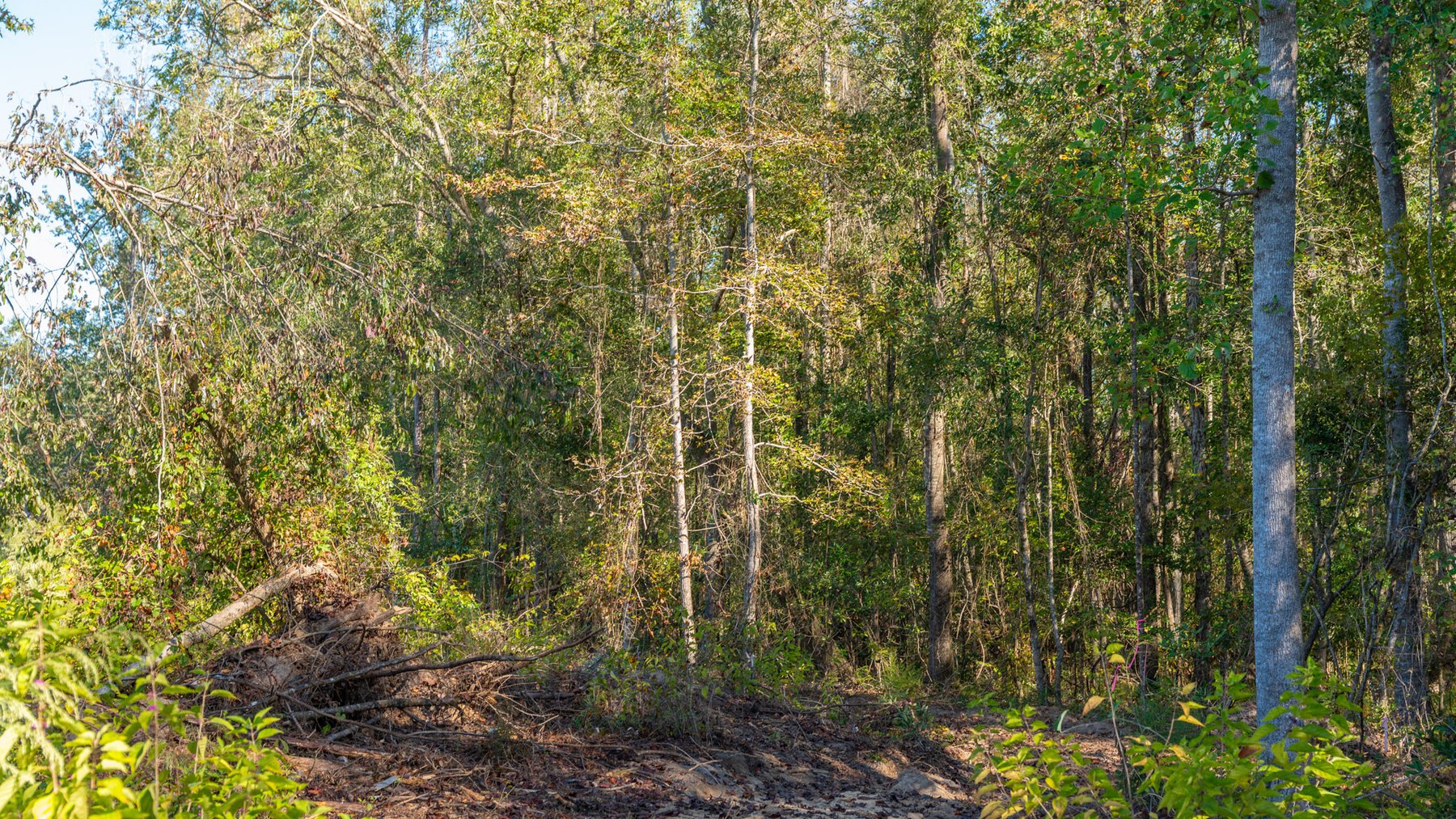 Image for Spann 150 Land Auction - 150+/- Acres - 4 Tracts - Sportsman's Paradise - Choctahatchee Creek Frontage - Offered Divided & As A Whole