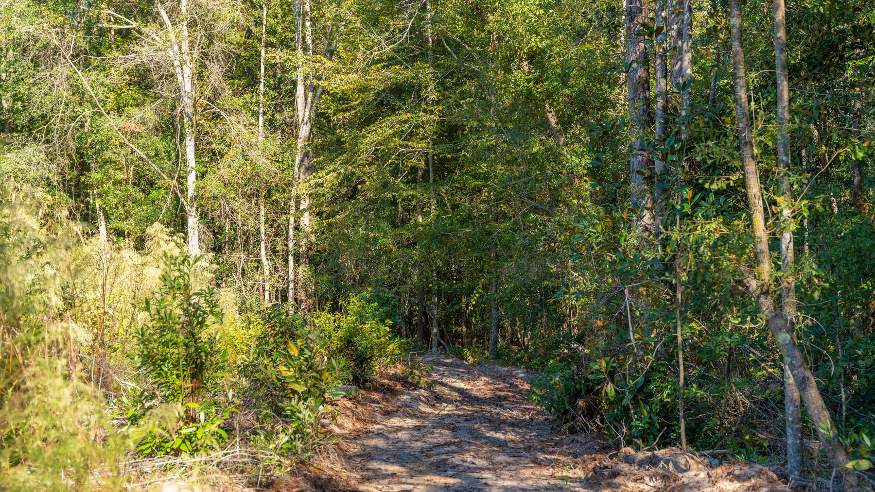 Image for Spann 150 Land Auction - 150+/- Acres - 4 Tracts - Sportsman's Paradise - Choctahatchee Creek Frontage - Offered Divided & As A Whole